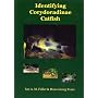 Identifying Corydoradinae Catfish - Corydoras