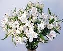 White Peruvian Lilies - Fresh Flower Bouquet