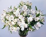 White Peruvian Lilies - Fresh Flower Bouquet
