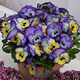 �p���W�[���F�X�~���F�u�����A���g���J3.5���|�b�g4���Z�b�g