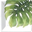 Design Design Oasis Flower Leaf Desert Plate, 8-Count Packages (Pack of 6)
