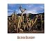 Arizona Highways Joshua Trees, Arrastra Wilderness Poster Print 22x28