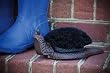 Snail Decorative Boot Brush Snail Decorative Boot Brush