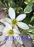 東京のお花: 西村まゆみ撮影・港区と品川区の花 赤坂コーチング シリーズ