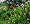 Ruby Spice Summersweet - Clethra alnifolia - FRAGRANT