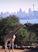 Giraffe, Taronga Zoo, Sydney, Australia Photographic Poster Print by David Wall, 30x40