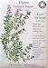 Thyme Seeds English Certified Organic