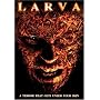 Larva