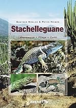 Stachelleguane: Lebensweise - Pflege - Zucht