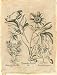 Besler Peonie IV Fine Art Poster Print by Basilius Besler, 18x24
