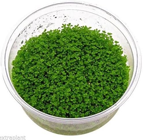 Hemianthus callitrichoides - Tissue Culture Dwarf Baby Tears Freshwater Plants