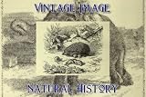 6″ x 4″ (15cm x 10cm) Art Card Greetings Card Vintage Natural History Image Hedgehog and Young