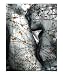 Hommage to Rodin's Eternelle Idole - Variation Ivy Giclee Poster Print by Ina Mar, 20x24