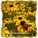 Black-Eyed Susan (Rudbeckia hirta) Jumbo Wildflower Seed Packet - 2000 Seeds