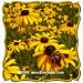 1 Oz Black-Eyed Susan (Rudbeckia hirta) Bulk Wildflower Seeds