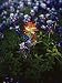 A Paintbrush Flower (Castilleja) Growing Among a Group of Bluebonnet Flowers in Blossom, Texas Photographic Poster Print by Jeff Foott, 18x24