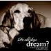 Do Old Dogs Dream?