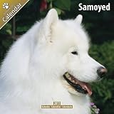 Kalender 2011 Samojede - Samoyede - Samojedskaja Sobaka