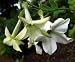 Peace Pipe Nicotiana 900 Seeds