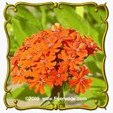 image link - - B001V711E0