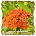 maltese1  - 1 Oz Maltese Cross Lychnis chalcedonica Bulk Wildflower