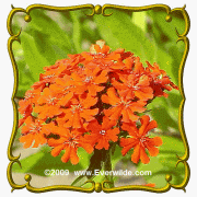 image link -  - B001V74Q9C