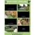 Pawfriendly Landscapes: How to Share the Turf When Your Backyard Belongs to Barney