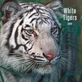 White Tigers 2008 Wall Calendar