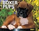 Just Boxer Puppies 2007 Calendar