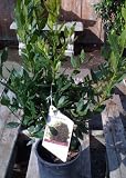 Bay Laurel Plant One Gallon