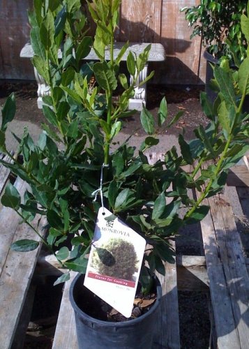 Bay Laurel Plant One Gallon