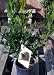 Bay Laurel Plant One Gallon