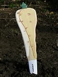 Cheerful Hand-Made Wooden Vegetable Row Plant Marker: Parsnip
