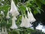Angel's Trumpet Brugmansia White