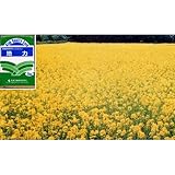 [タネ　約400平米分　秋・春まき]景観緑肥用シロカラシ 地力 1kg