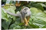 Canvas Prints of Squirrel Monkey from Ardea Wildlife Pets