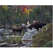 Kissing Moose 1000 Piece Jigsaw Puzzle White Mountain