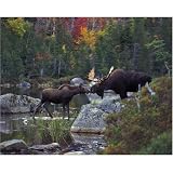 Kissing Moose 1000 Piece Jigsaw Puzzle White Mountain
