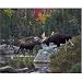 White Mountain Puzzles, Inc.