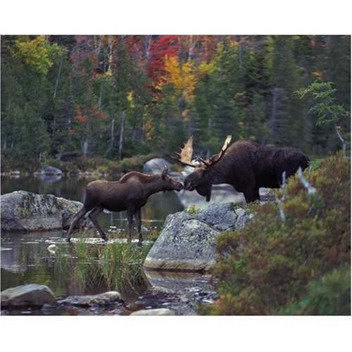 51QDu244XbL Kissing Moose 1000 Piece Jigsaw Puzzle White Mountain