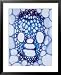 X-Section of Vascular Bundle of Corn Stem Showing Xylem & Phloem Framed Art Poster Print by David M. Dennis, 25x31