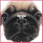 Artlist Collection the Dog 2005 Calendar Pug (Multilingual Edition)