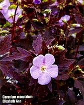 Elizabeth Ann Hardy Geranium - Tall - Purple Leaves