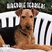 Airedale Terriers 2000 Calendar