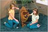Ultima Triple Door Dog Crate - 42 in. x 28 in. x 31 in.