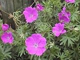 Eigenschaften Dachstauden  / Geranium sanguineum - Blut-Storchschnabel
