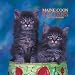 maine_coon22maine coon - Maine Coon Kittens 2007 Mini Calendar