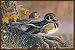 Associated Weavers "Wood Ducks" Wildlife Rug 36"x52"