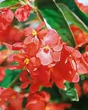 Dragon Wing Red Begonia Seeds - Begonia x hybrida - .01 Grams - Approx 10 Gardening Seeds - Flower Garden Seed