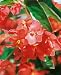 Dragon Wing Red Begonia Seeds - Begonia x hybrida - .01 Grams - Approx 10 Gardening Seeds - Flower Garden Seed